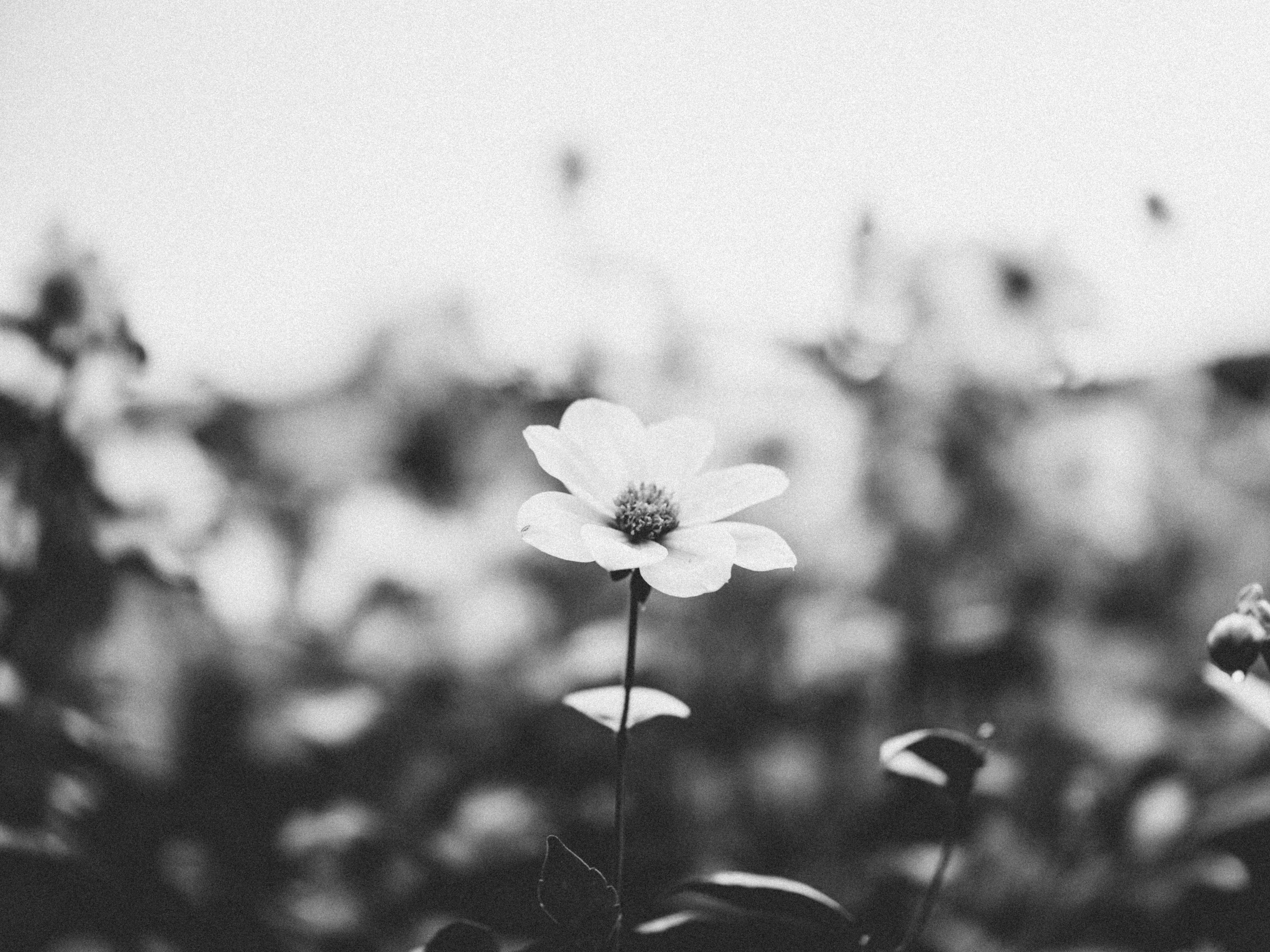 Photo by anniespratt