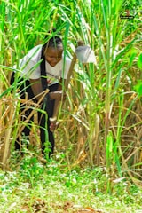 A person is crouching in a field of tall green plants, holding a large hoe. The surrounding foliage is lush and dense, indicating a vibrant natural environment. The individual is dressed casually and appears focused on agricultural work.