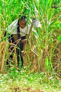 A person is crouching in a field of tall green plants, holding a large hoe. The surrounding foliage is lush and dense, indicating a vibrant natural environment. The individual is dressed casually and appears focused on agricultural work.