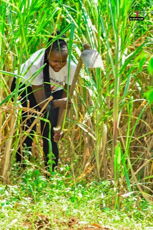 A person is crouching in a field of tall green plants, holding a large hoe. The surrounding foliage is lush and dense, indicating a vibrant natural environment. The individual is dressed casually and appears focused on agricultural work.