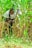 A person is crouching in a field of tall green plants, holding a large hoe. The surrounding foliage is lush and dense, indicating a vibrant natural environment. The individual is dressed casually and appears focused on agricultural work.