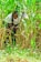 A person is crouching in a field of tall green plants, holding a large hoe. The surrounding foliage is lush and dense, indicating a vibrant natural environment. The individual is dressed casually and appears focused on agricultural work.