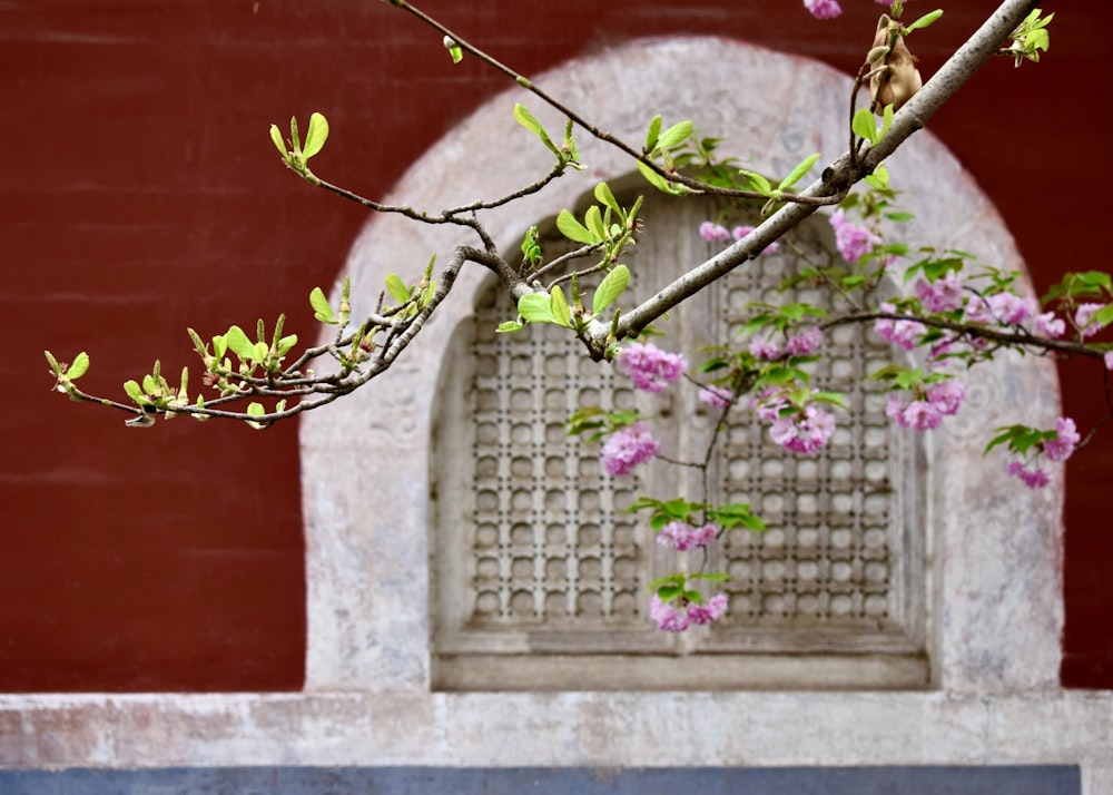 uma árvore com flores cor-de-rosa na frente de uma janela