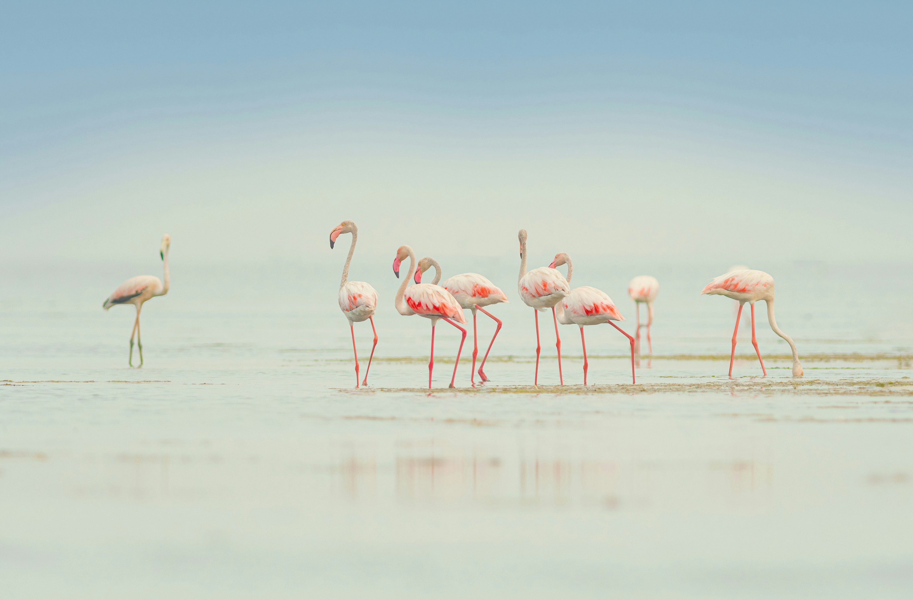 Eine Gruppe Flamingos steht im flachen Wasser