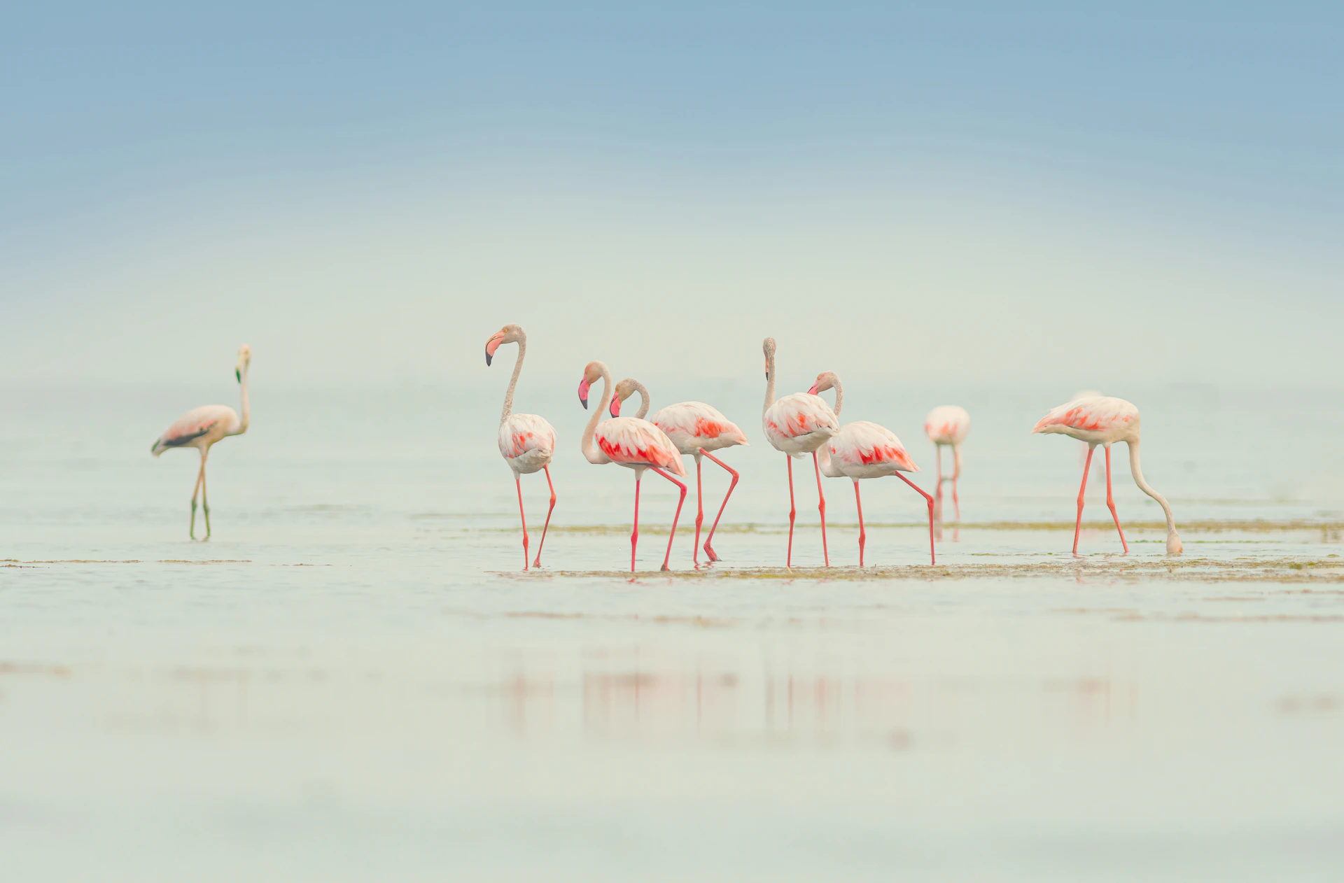 a group of flamingos standing in shallow water