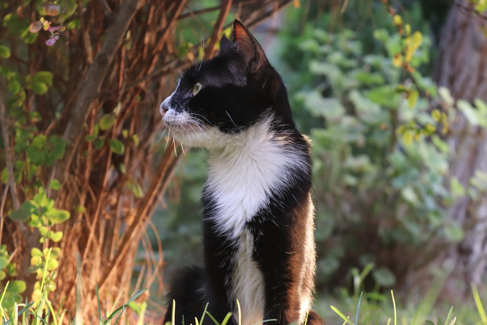 un gatto in bianco e nero seduto nell'erba