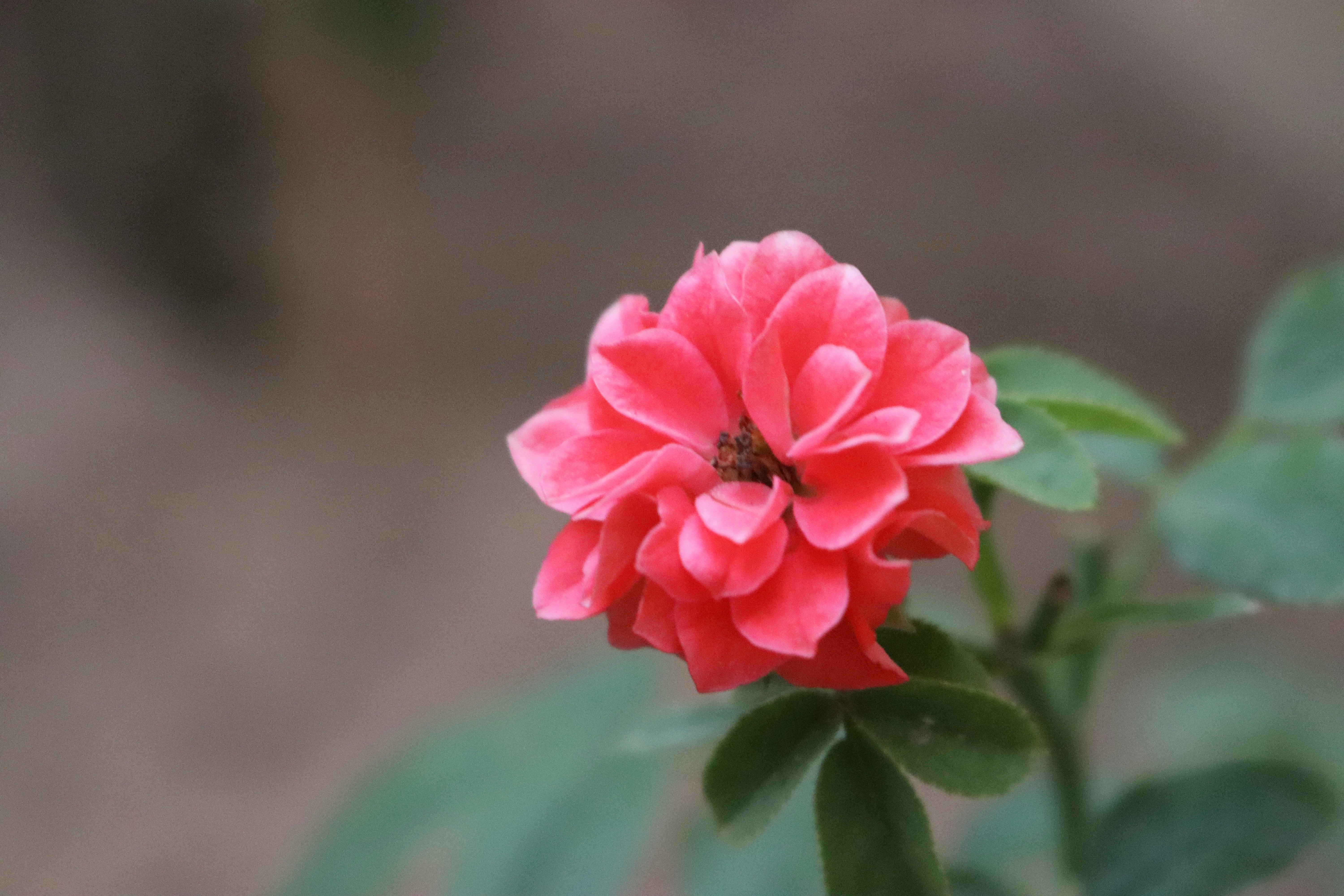 Photo by shirazgolden_photo