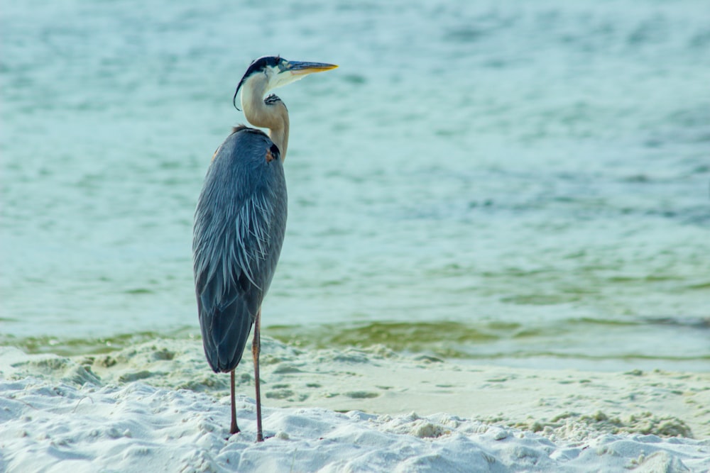 a bird standing on a beach next to the ocean