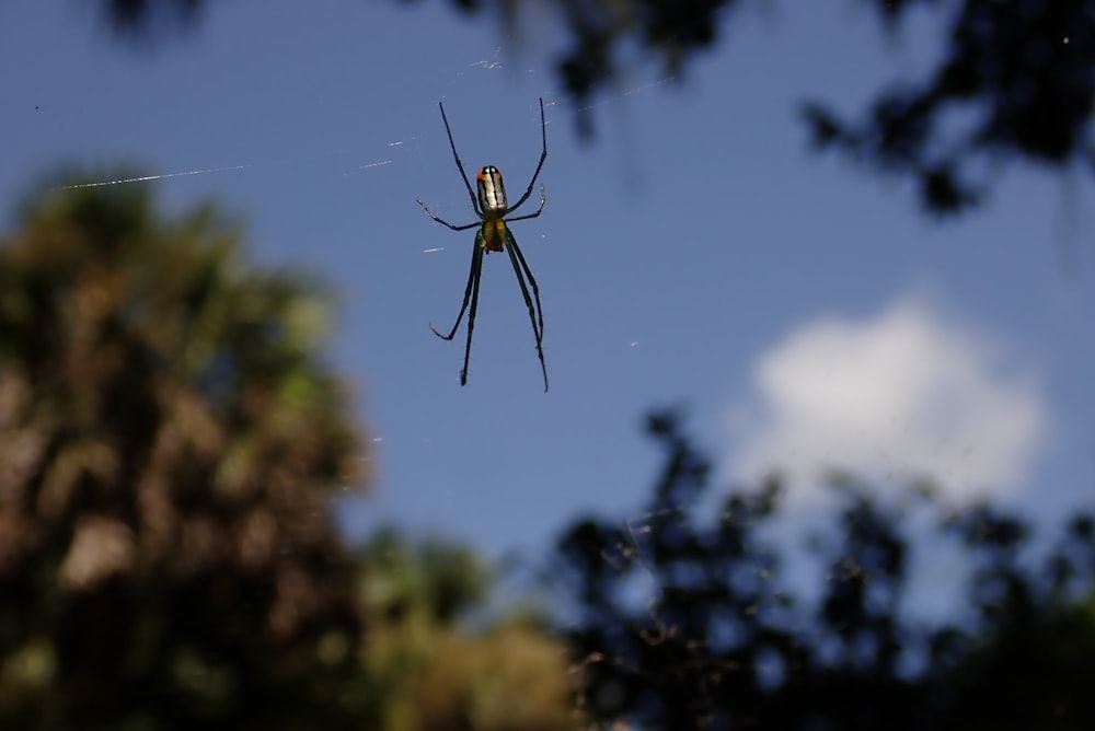 a large black and yellow spider on its web