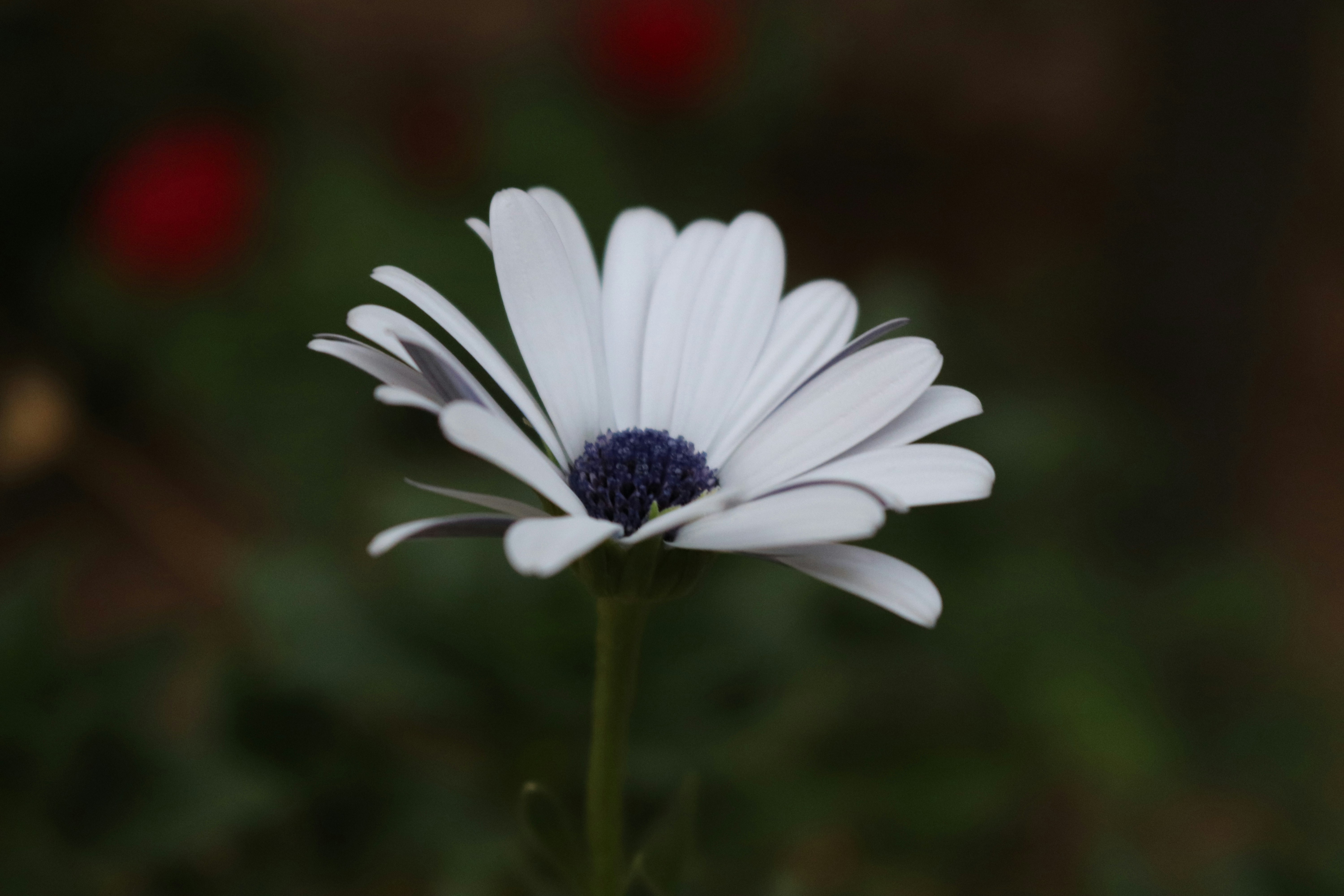 Photo by shirazgolden_photo