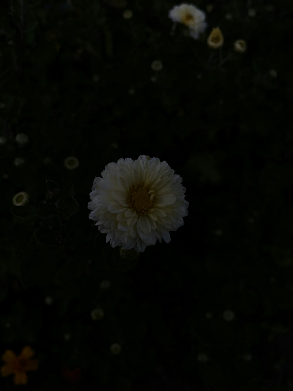 a large white flower sitting on top of a lush green field