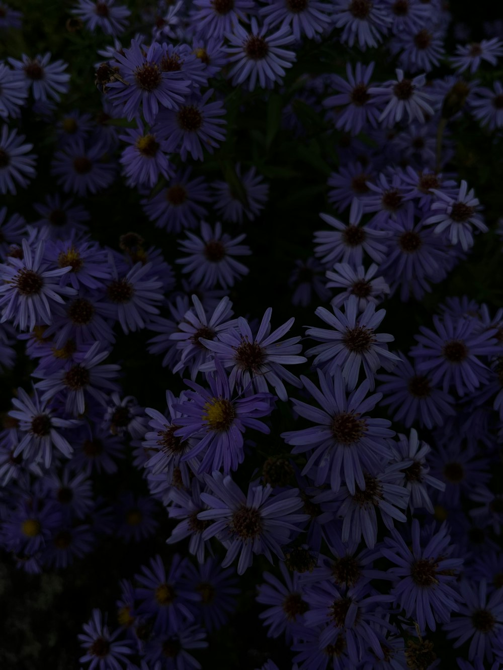 a bunch of purple flowers in a field