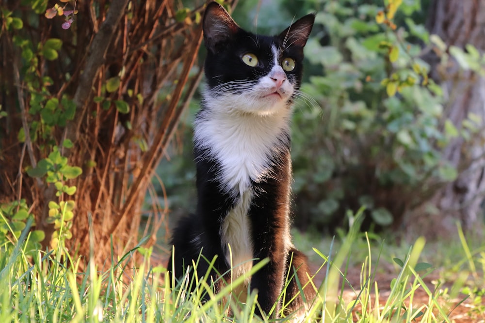 a black and white cat sitting in the grass