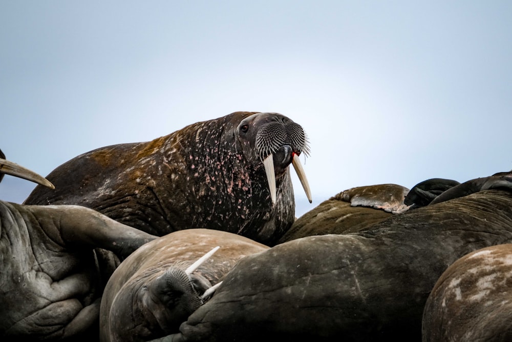 a seal with long tusks sitting on top of a pile of sea lions