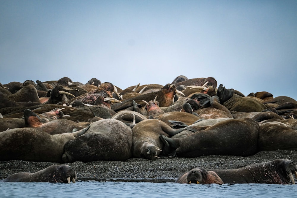 un grand groupe d’otaries allongés au sommet d’une plage