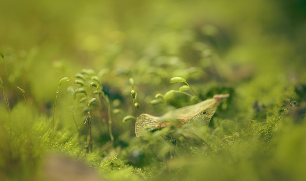 a close up of some plants in the grass