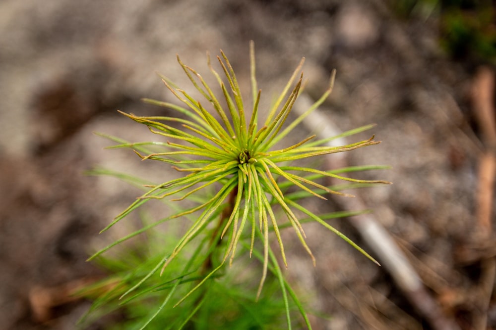 un primo piano di una pianta verde a terra