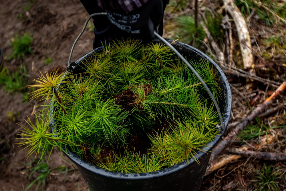 a bucket filled with lots of green plants