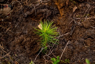 A close-up of a young tree sapling in rich soil.