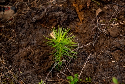 A close-up of a young tree sapling in rich soil.