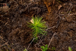 A small green pine seedling is emerging from dark, rich soil. The surrounding area is filled with loose earth, twigs, and a few small leaves, suggesting a natural forest environment. The image captures the early stages of plant growth.