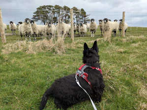 A black dog wearing a red harness is sitting on green grass, observing a group of sheep behind a wire fence. The sheep, with white wool and black faces, are standing close together, and there are a few trees visible in the background under a cloudy sky.