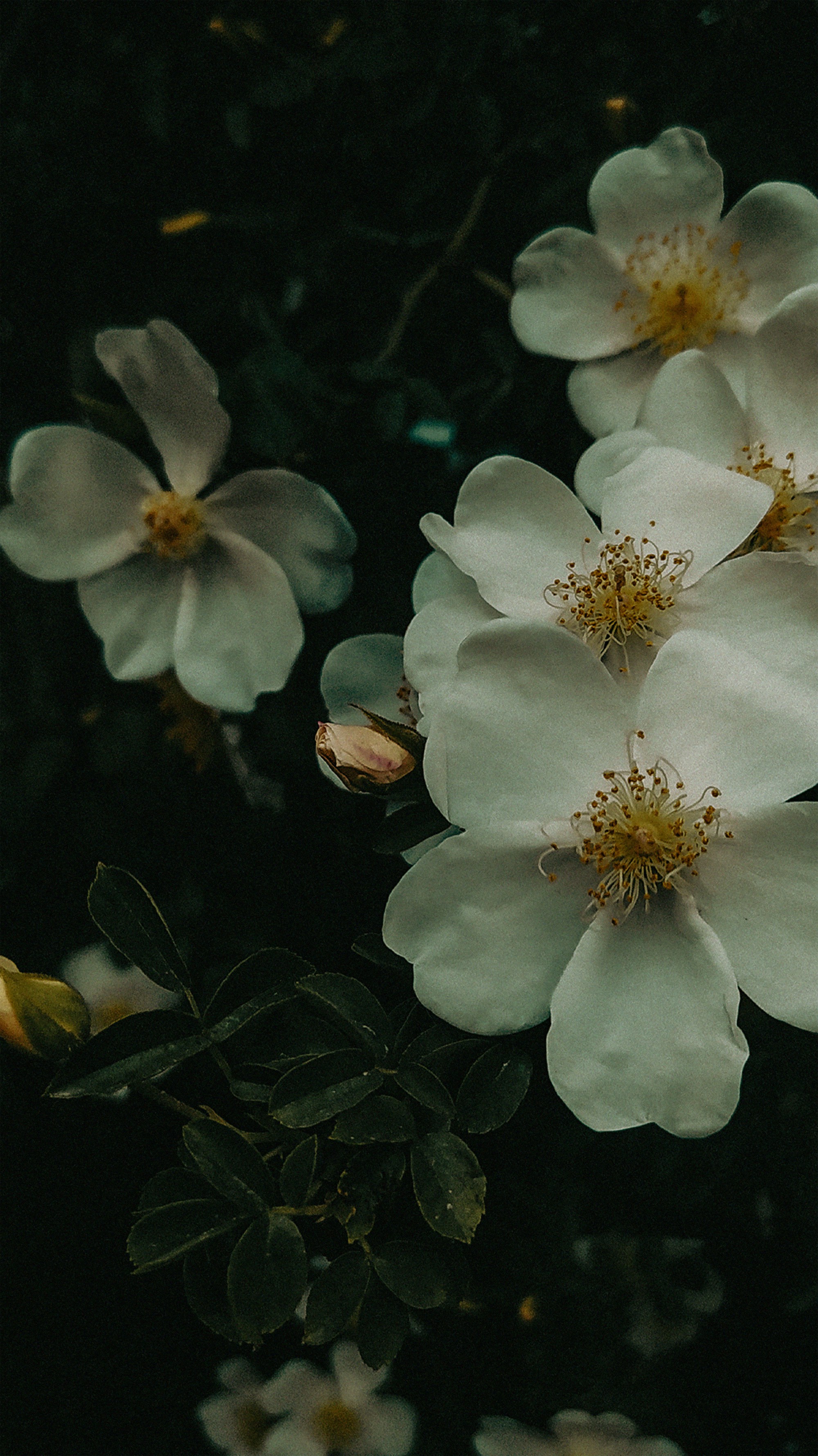 Photo by samanehrasoulzadeh