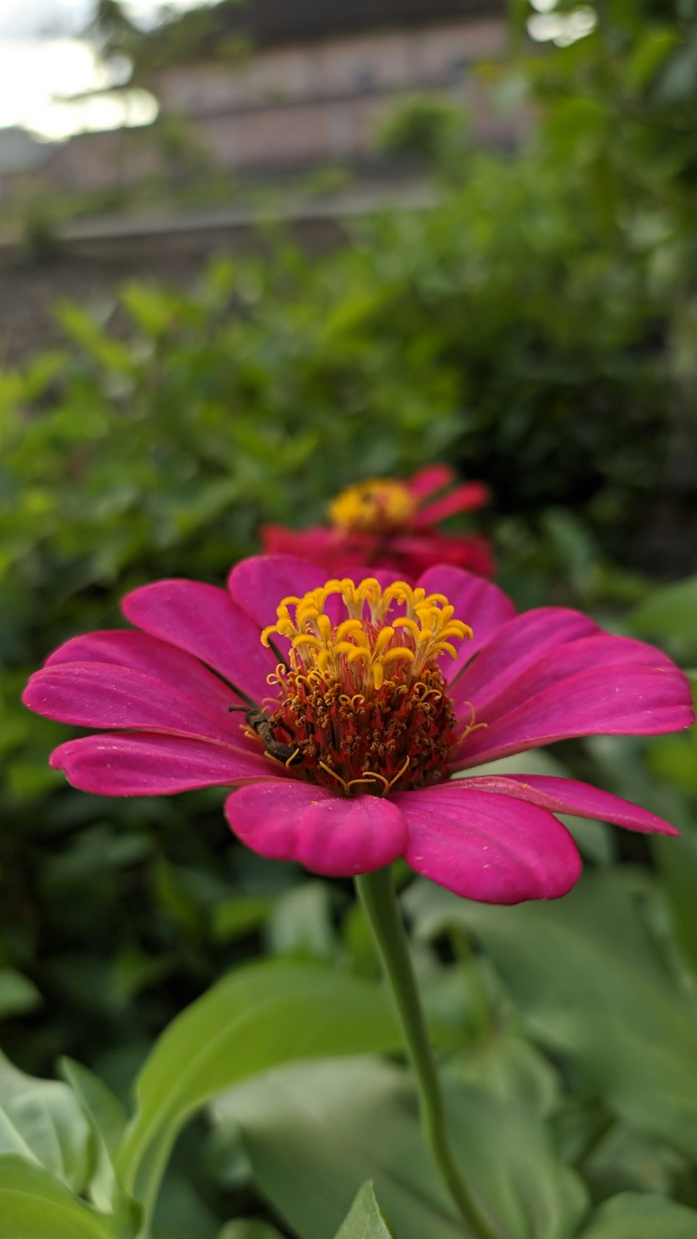 a pink flower with a yellow center in a garden