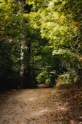 A serene forest pathway is surrounded by lush, green foliage with sunlight filtering through the leaves. The ground is covered with a mixture of dirt and fallen leaves, creating a natural pathway that invites exploration.