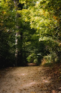 A serene forest pathway is surrounded by lush, green foliage with sunlight filtering through the leaves. The ground is covered with a mixture of dirt and fallen leaves, creating a natural pathway that invites exploration.