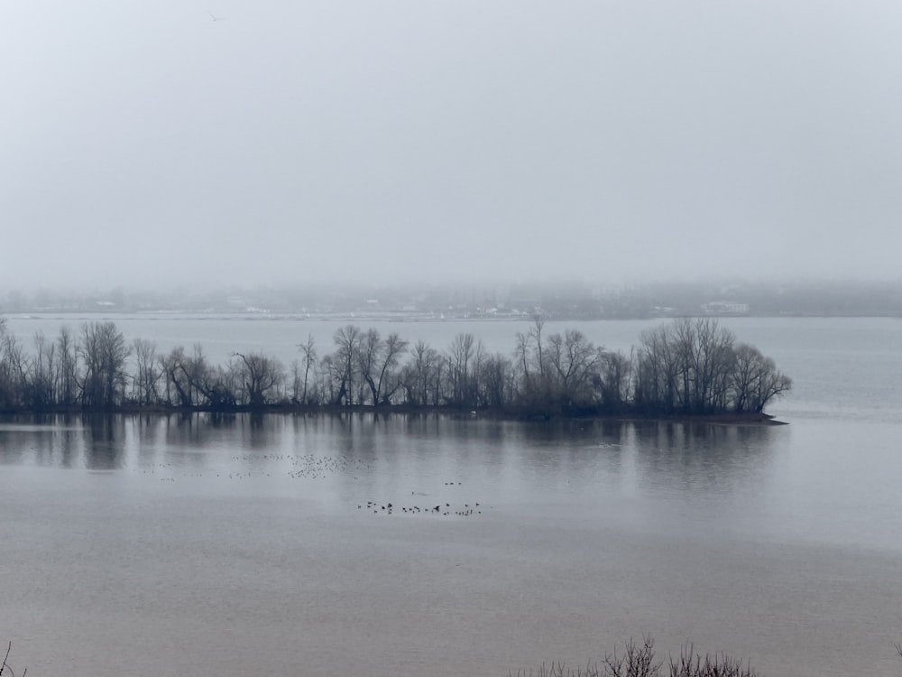 a body of water with a bunch of trees in it