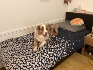 A dog with a mix of white and brown fur is comfortably lying on a bed. The bed is covered with a blue floral-patterned blanket, and there is a gray pillow with a hamburger-shaped pillow on top of it. The room's decor is simple, with pale walls and minimal furnishings.
