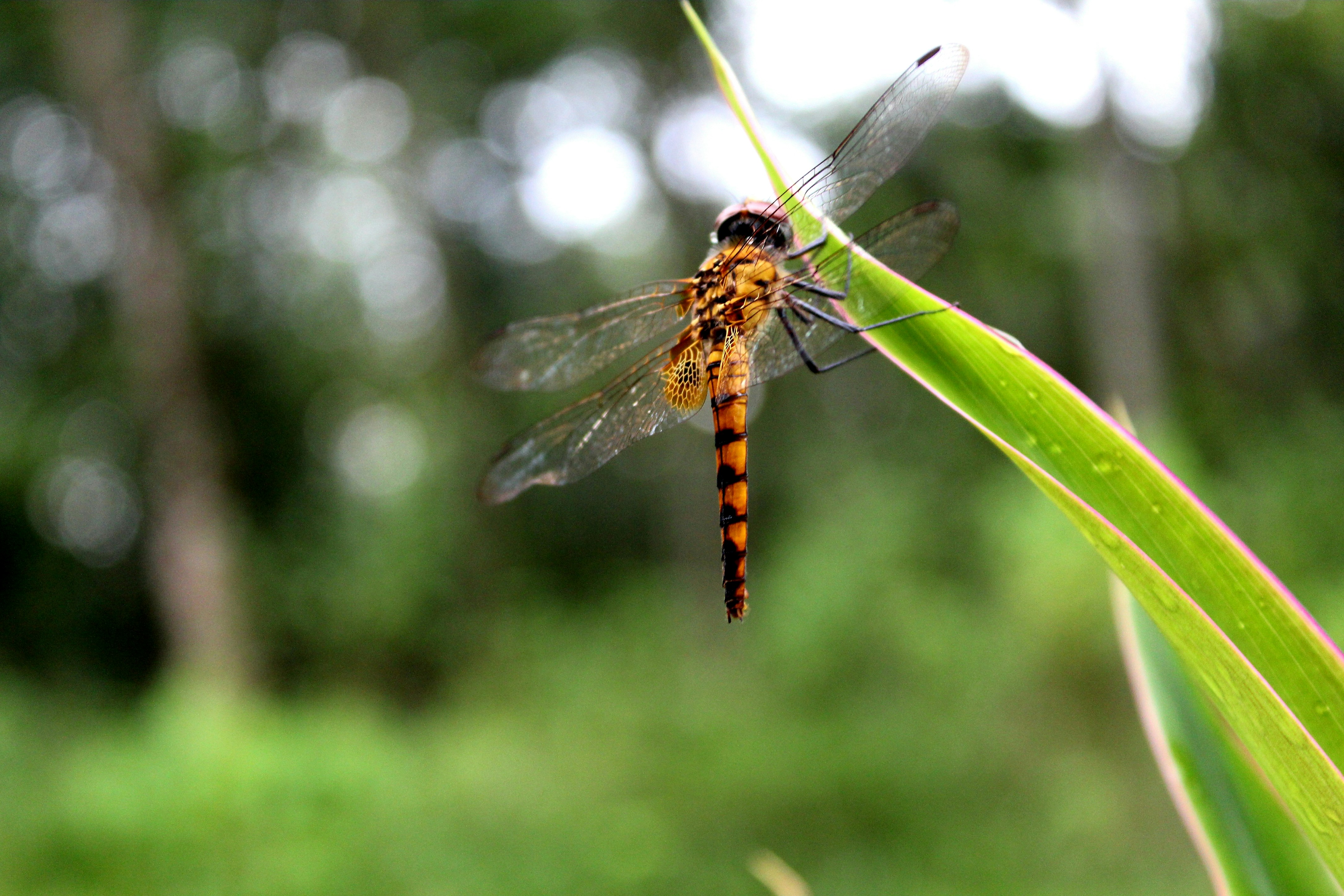 Photo by manjuvishnu