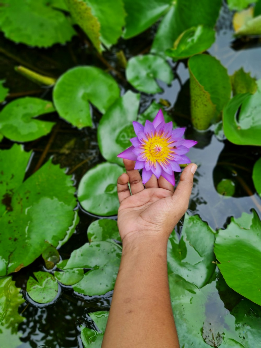 a person is holding a purple flower in a pond