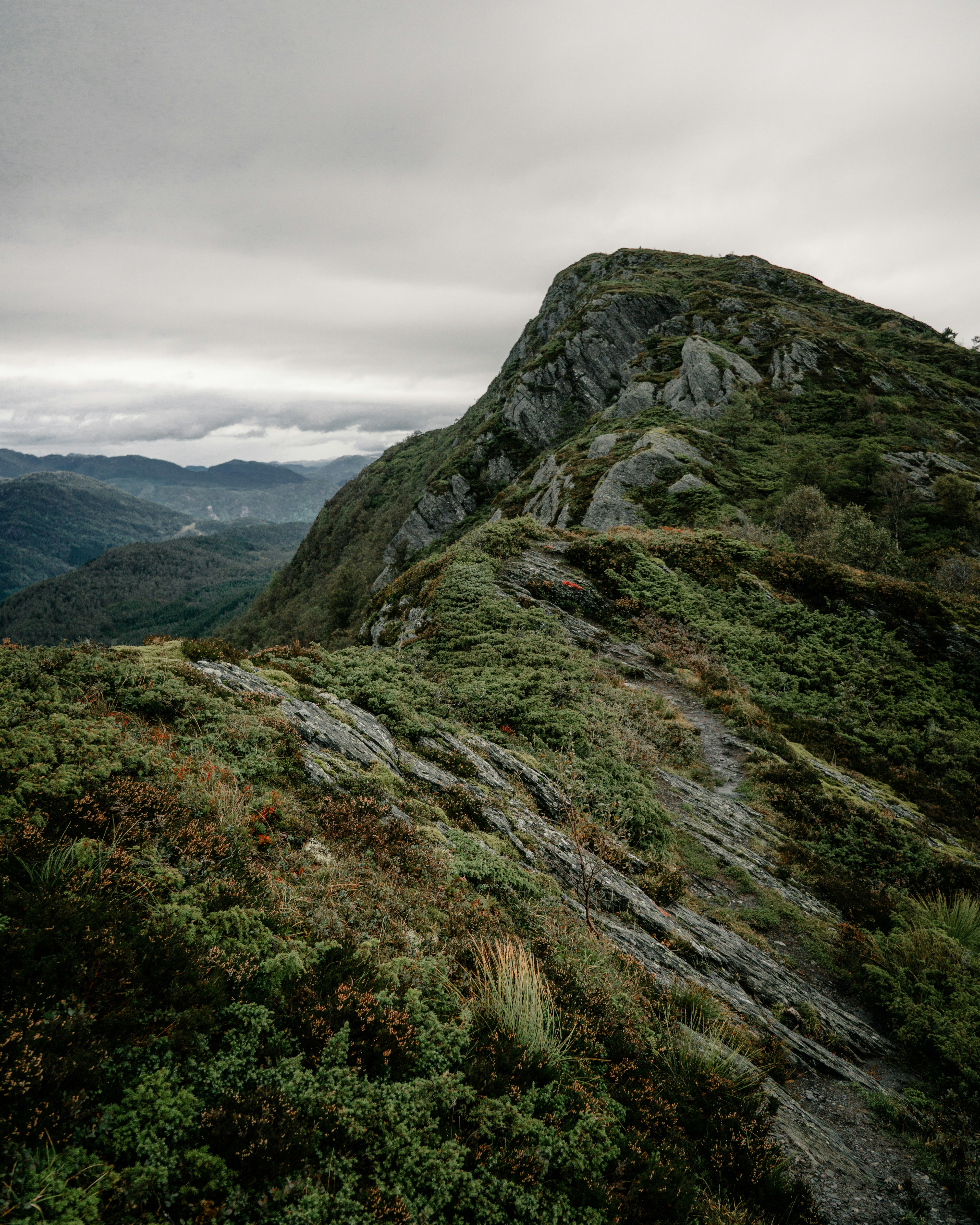 a person standing on top of a lush green hillside