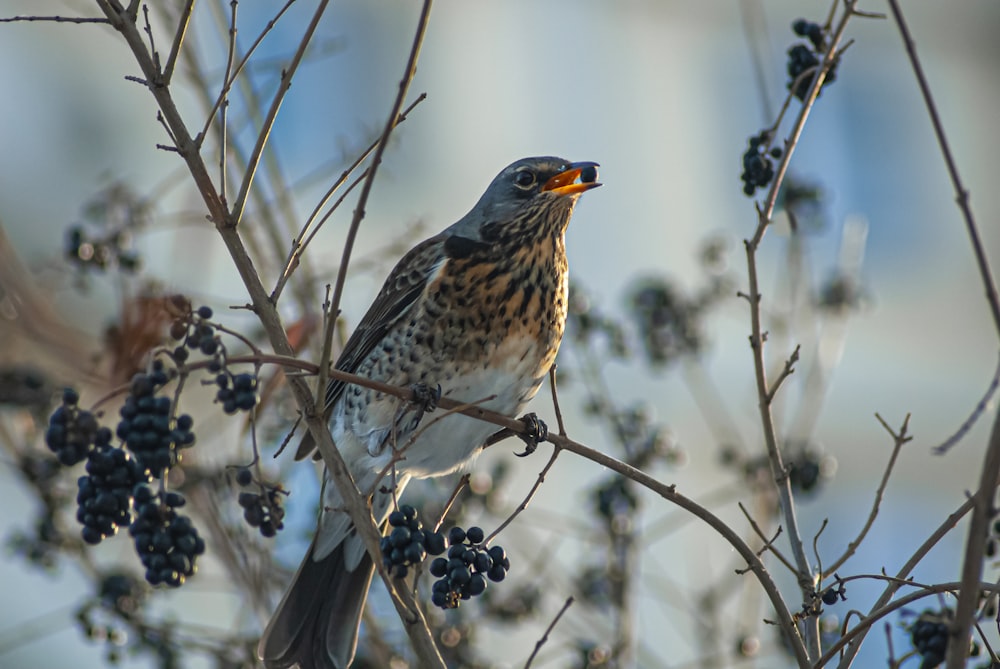 a bird sitting on top of a tree branch