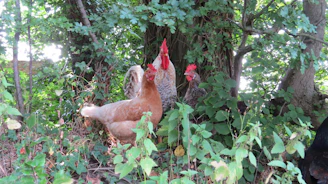 A cozy illustration of the Chook Lodge nestled in a sunny backyard with chickens exploring around.