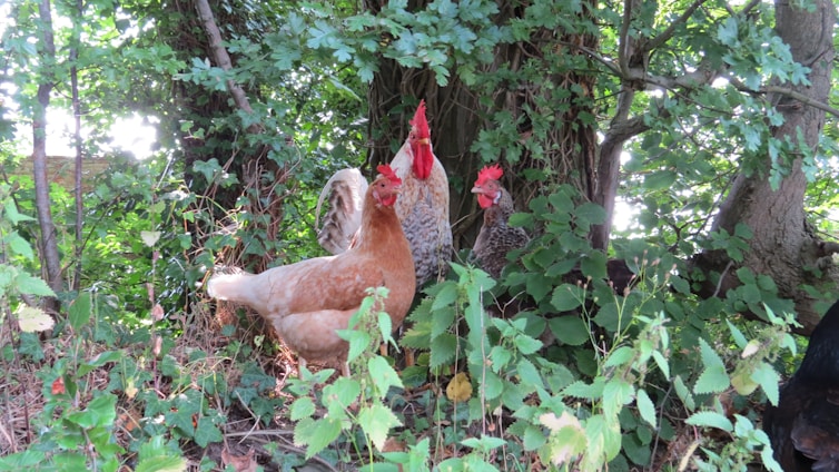 A group of chickens is nestled among lush green foliage with a mix of leafy plants and a thick tree trunk in the background. The chickens display vibrant feathers, with shades of brown, white, and red.