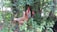 A group of chickens is nestled among lush green foliage with a mix of leafy plants and a thick tree trunk in the background. The chickens display vibrant feathers, with shades of brown, white, and red.