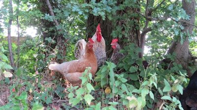 A group of chickens is nestled among lush green foliage with a mix of leafy plants and a thick tree trunk in the background. The chickens display vibrant feathers, with shades of brown, white, and red.