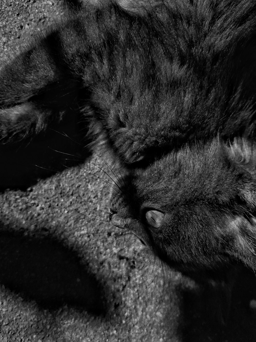 a black and white photo of a cat sleeping