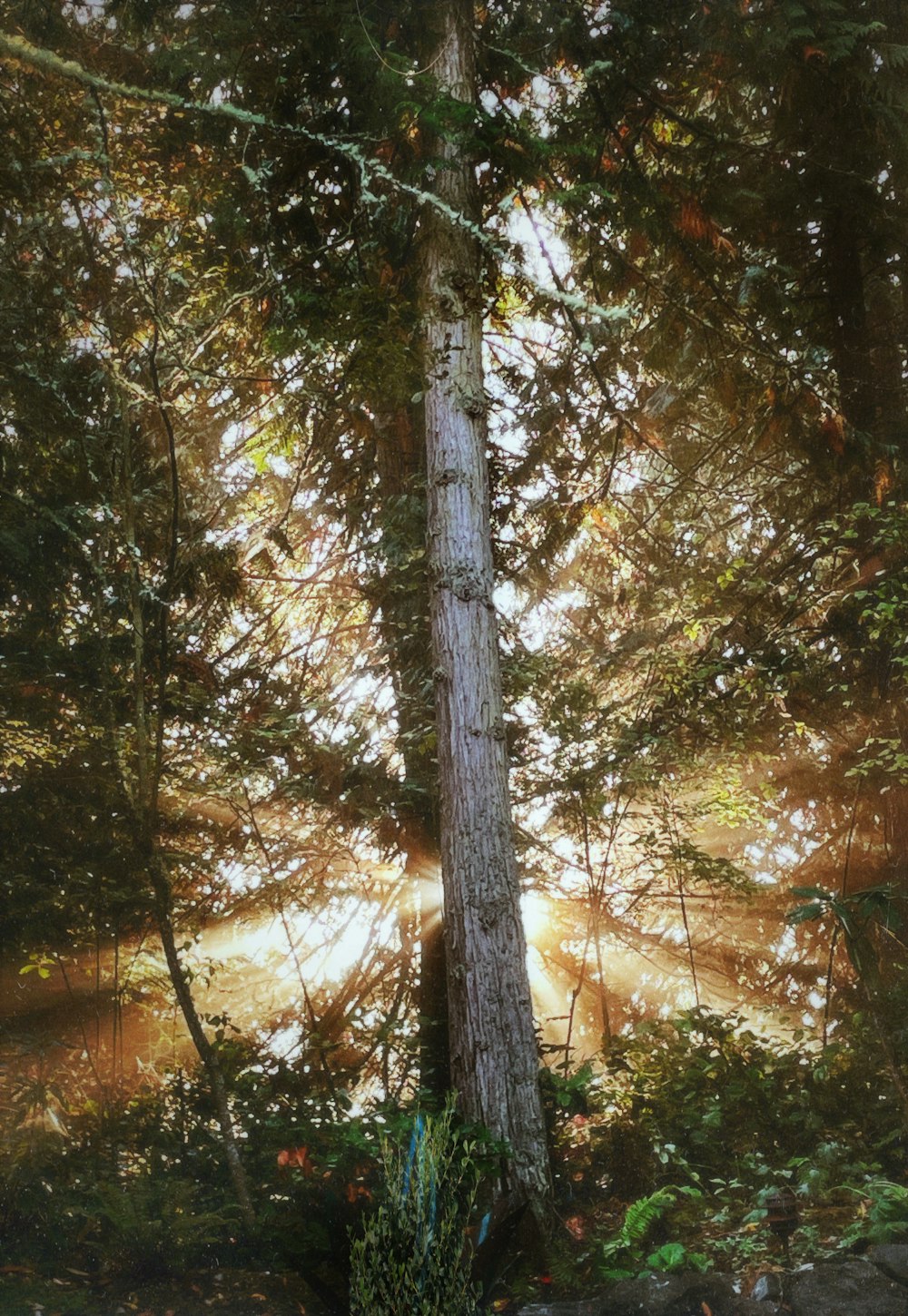 the sun shines through the trees in the forest