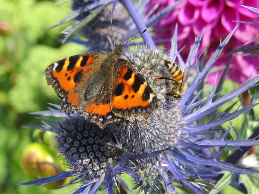 un primer plano de una mariposa en una flor