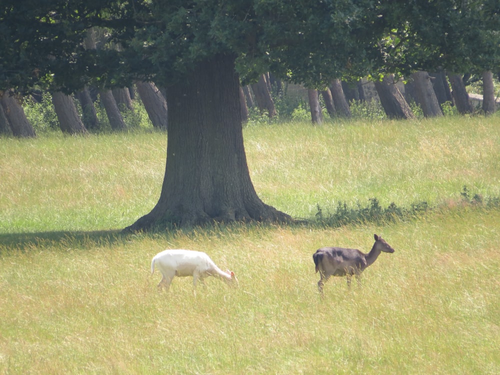 a couple of animals that are standing in the grass