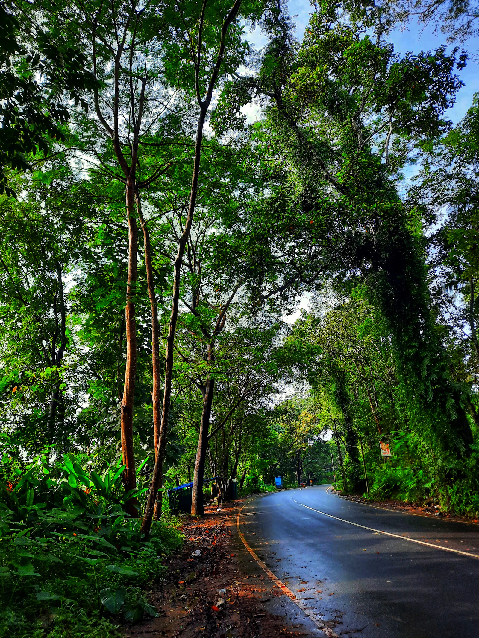 A green roadside corridor in Kanjirappally, Kerala