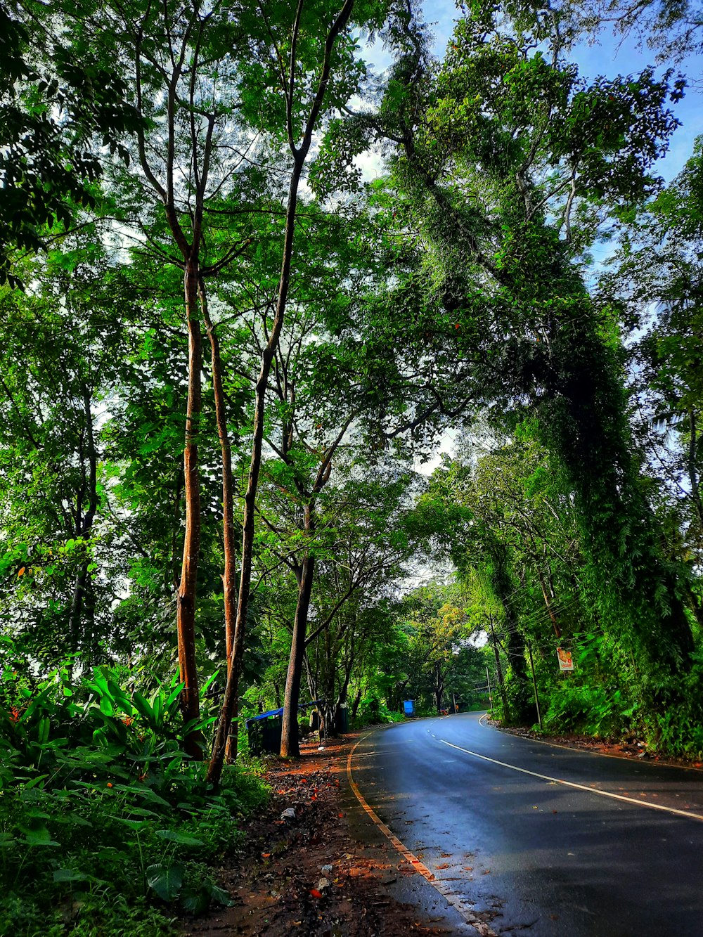 a road surrounded by lush green trees on a sunny day