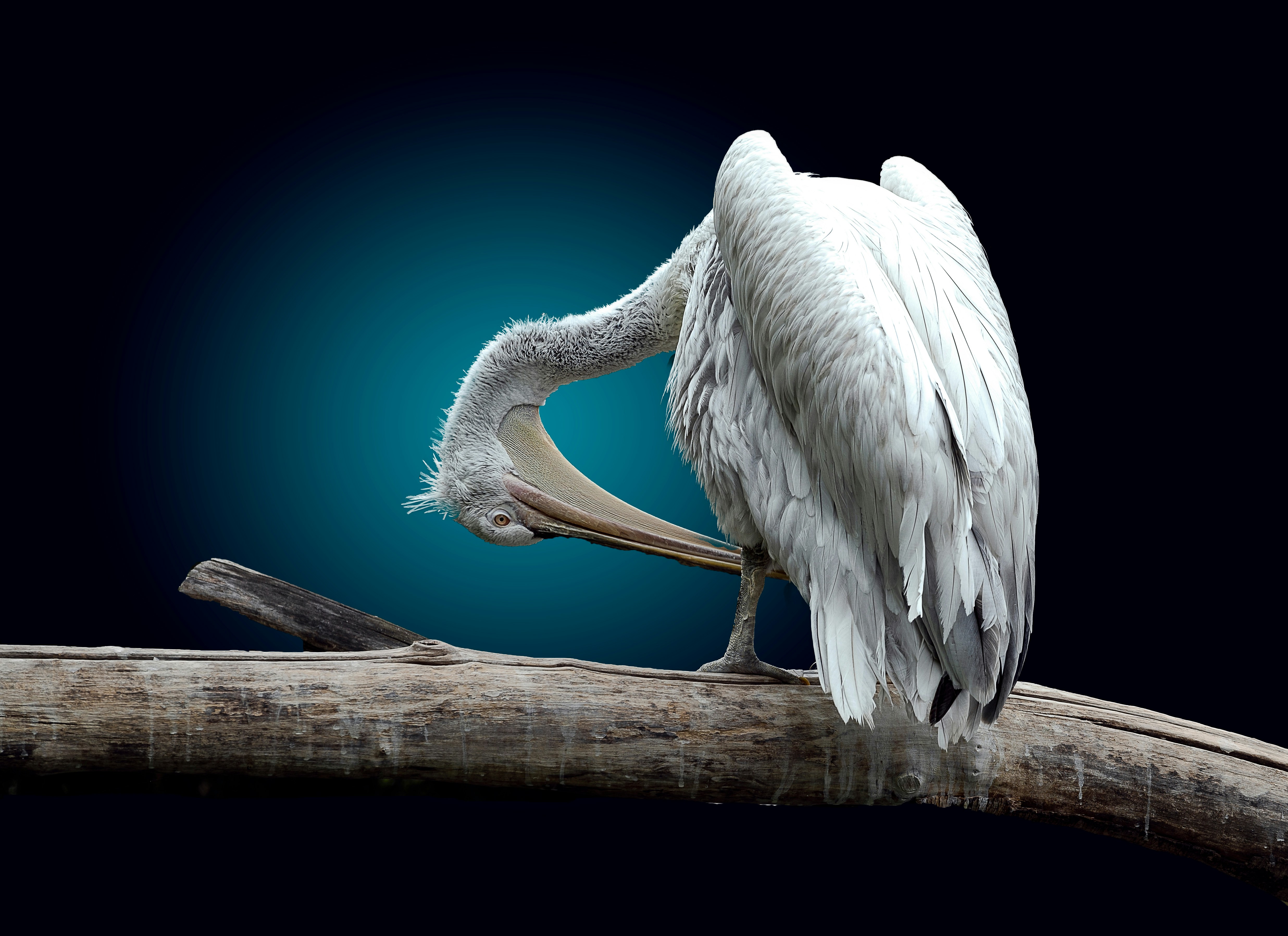 Abstract representation of evolving digital identities and avatars