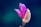 a close up of a flower with a blurry background