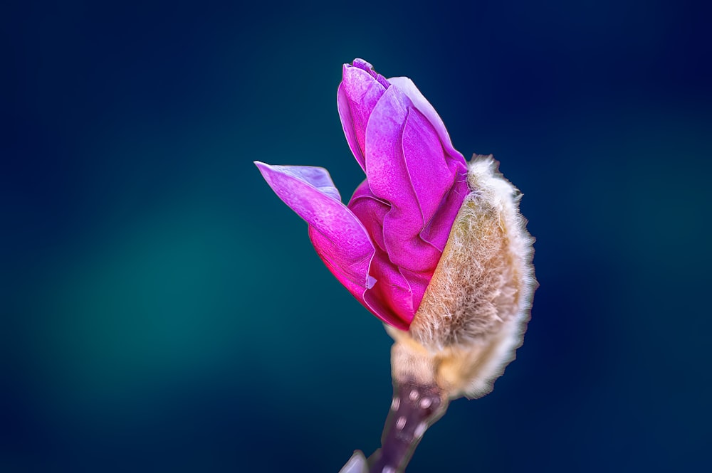 a close up of a flower with a blurry background