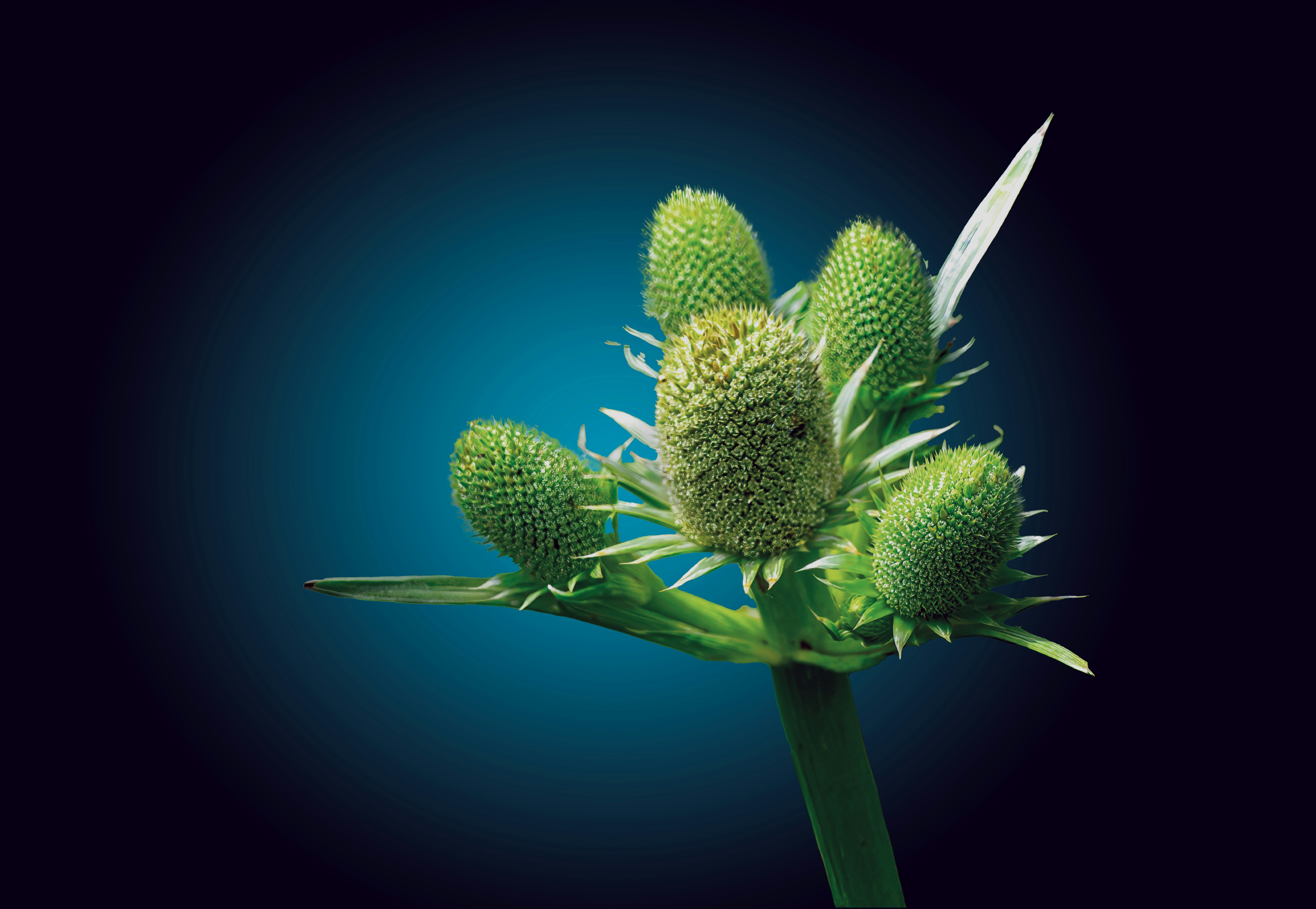 植物ステロールをカプセルに包んで守る マヨネーズの加熱実験からわかったこと
